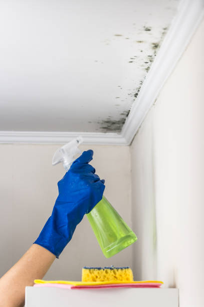 Mold Removal for HVAC Installations in Marlton, NJ